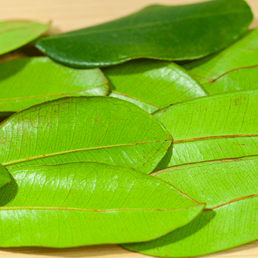 Feuilles de laurier du Bénin - photo 2